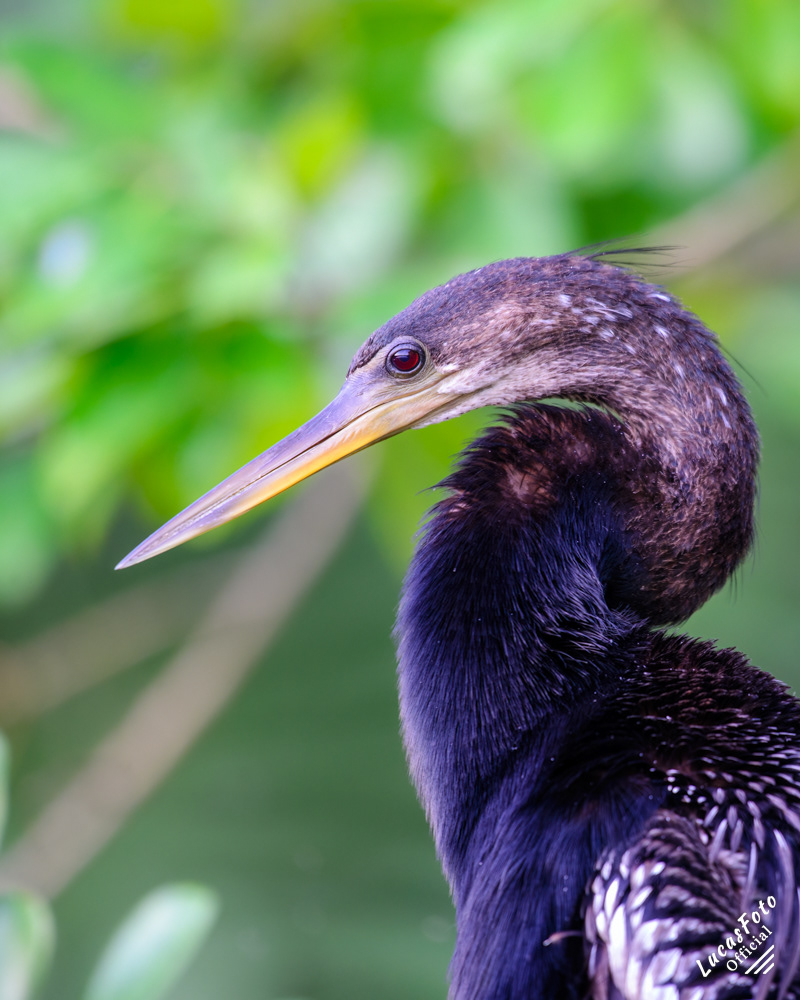 Anhinga