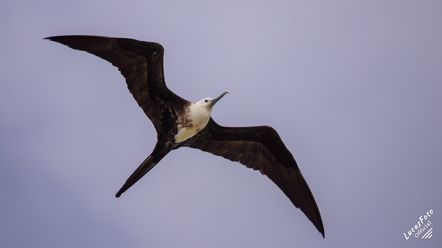 Magnificent Frigatebird