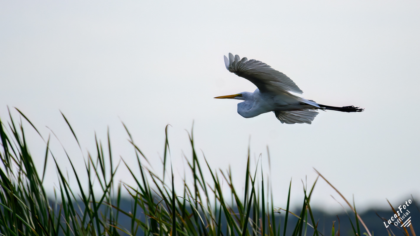 Great Egret