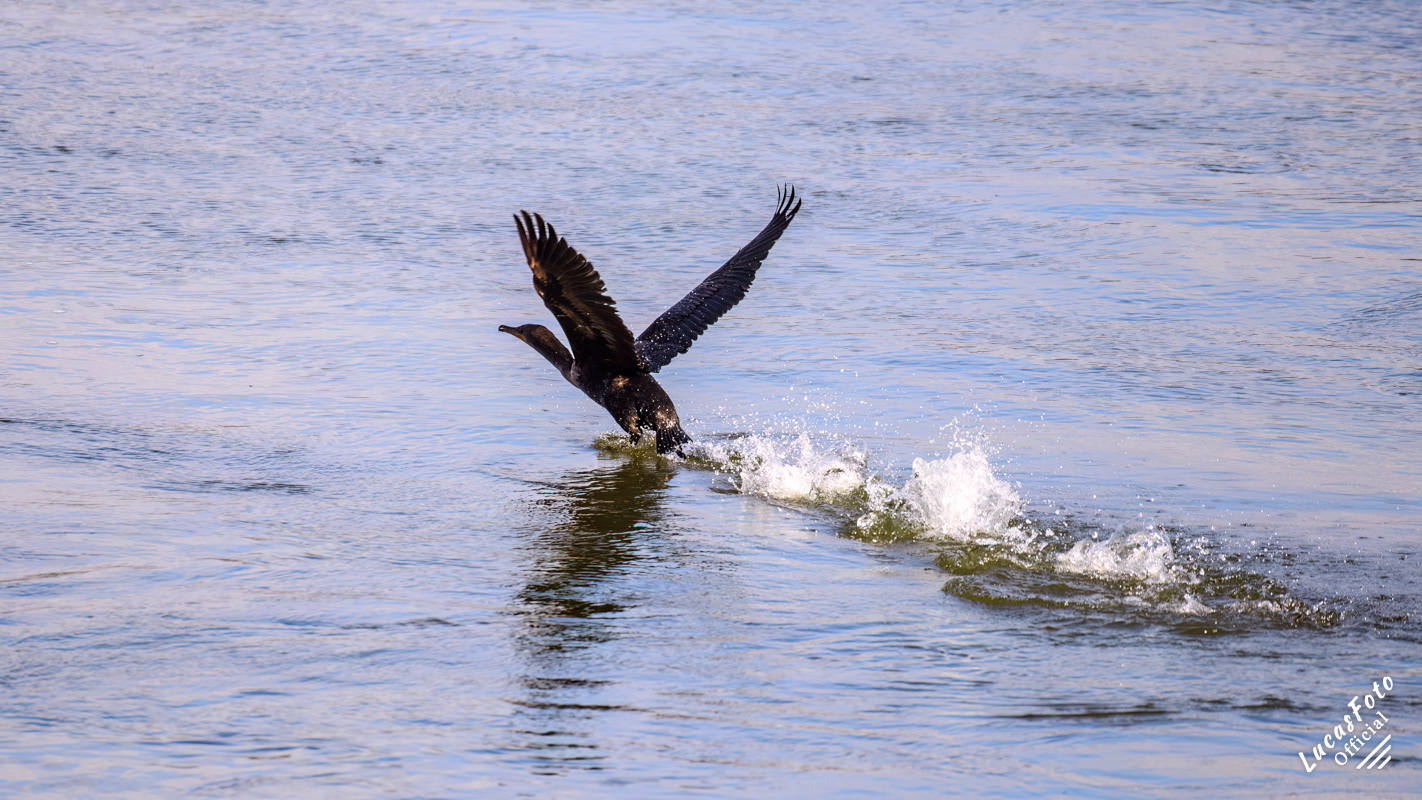 Double-crested Cormorant