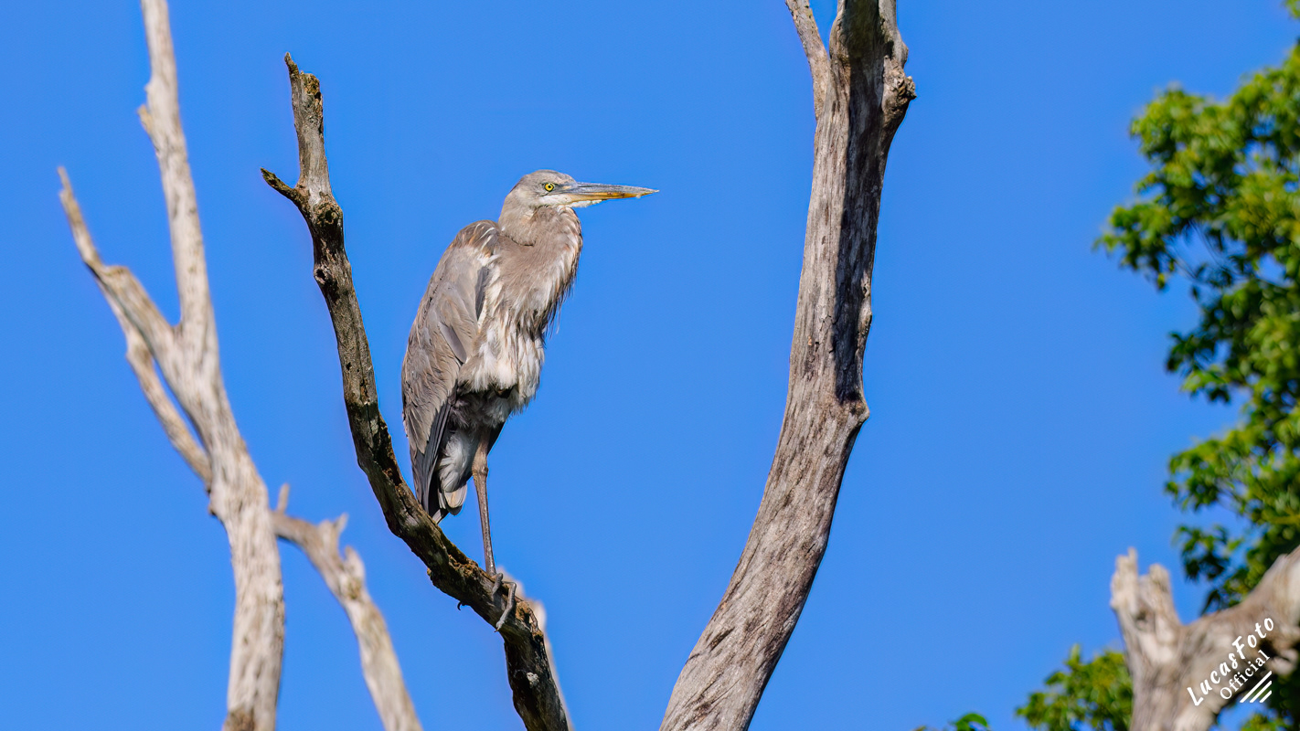 Great Blue Heron