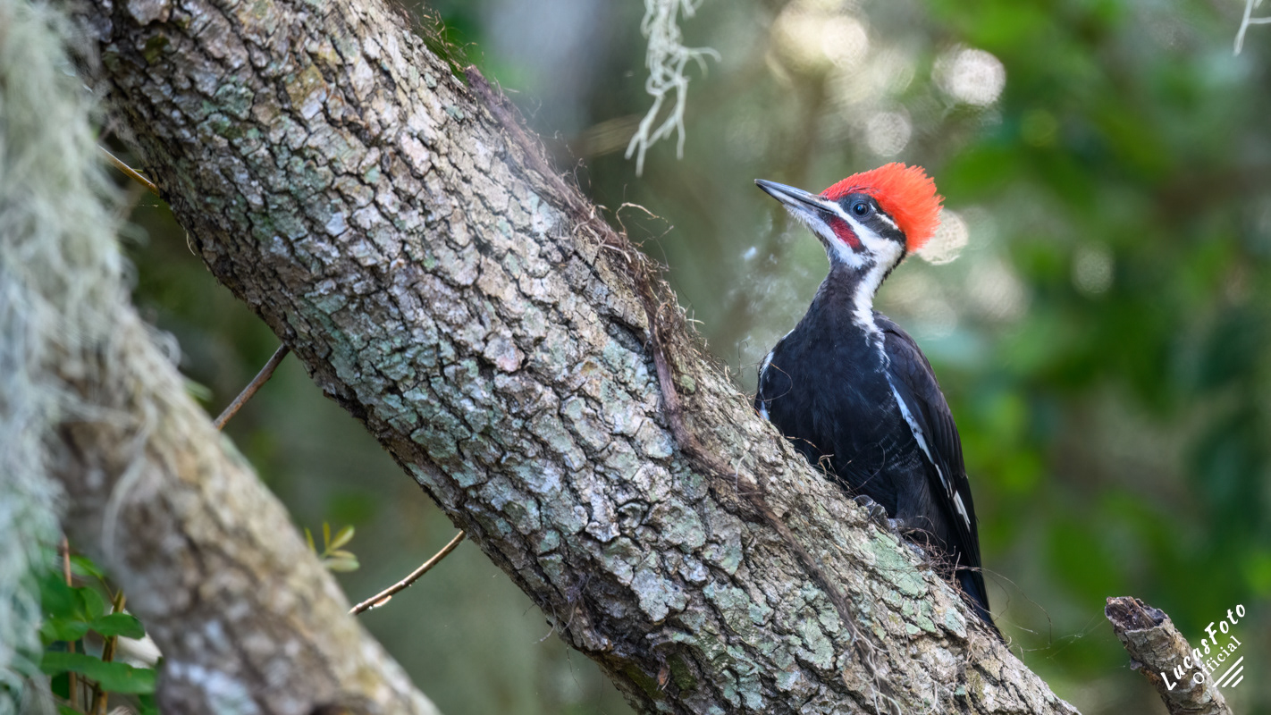 Pileated Woodpecker