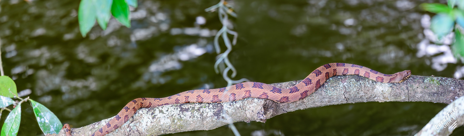 Brown Watersnake
