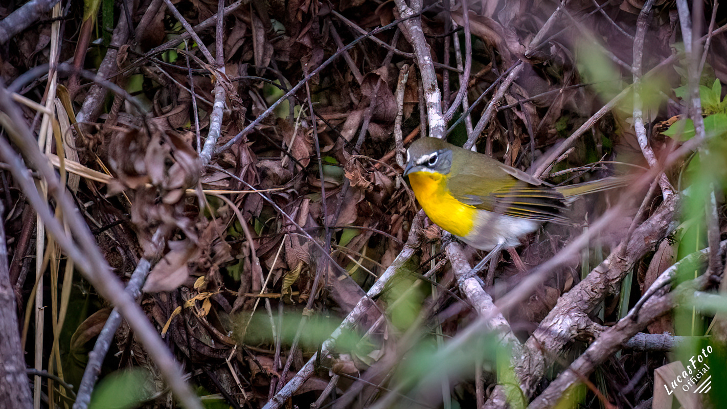 Yellow-breasted Chat