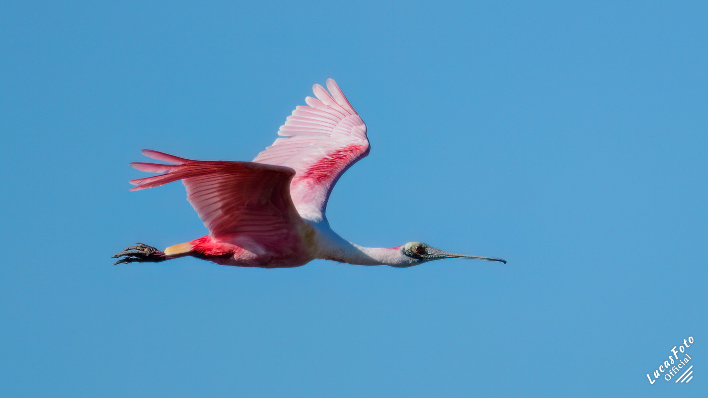 Roseate Spoonbill