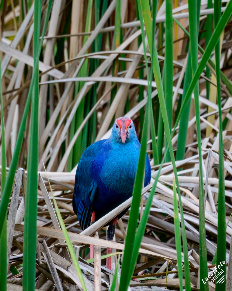 Gray-headed Swamphen