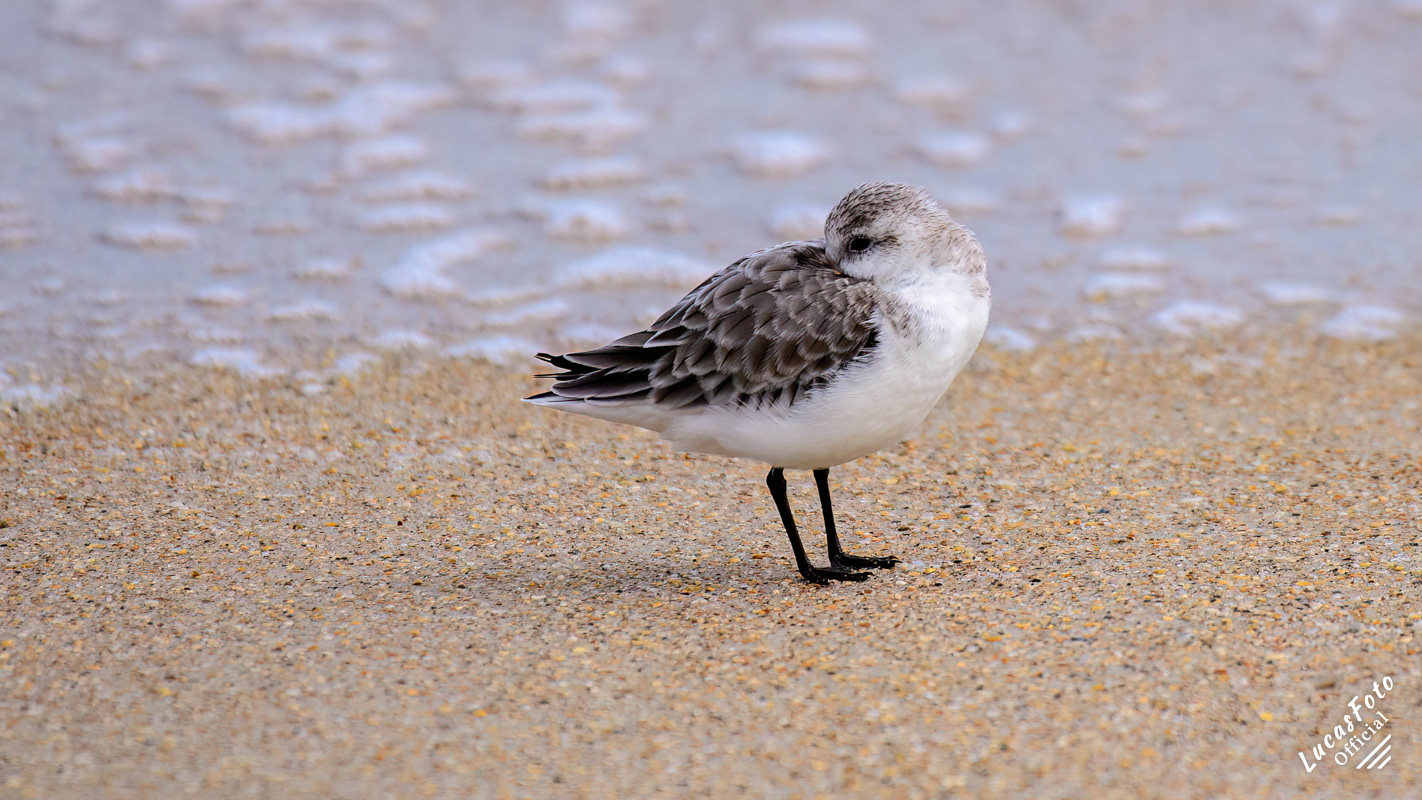 Sanderling