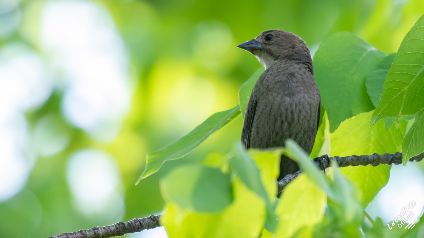Brown-headed Cowbird
