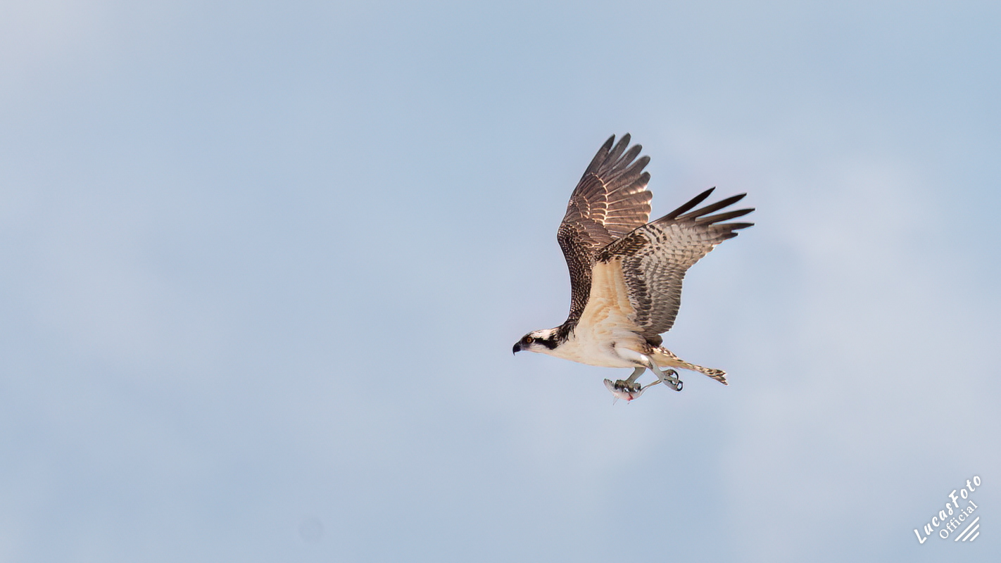 Osprey