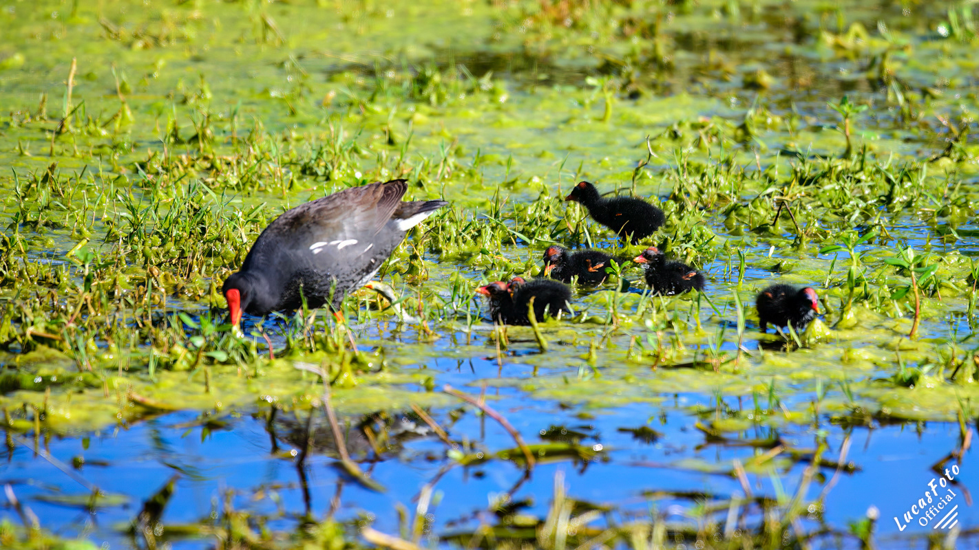 Common Gallinule