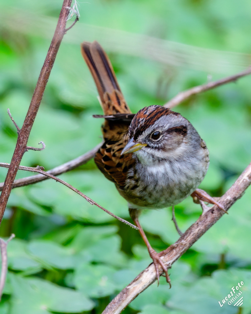 Swamp Sparrow