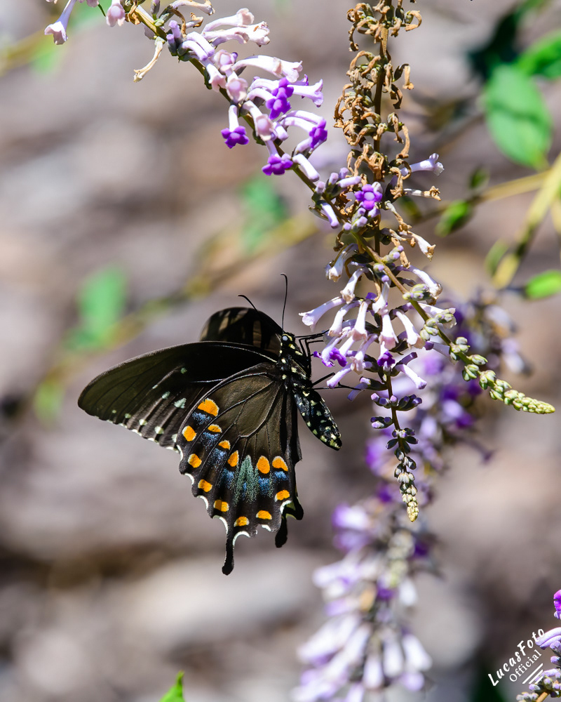Black swallowtail