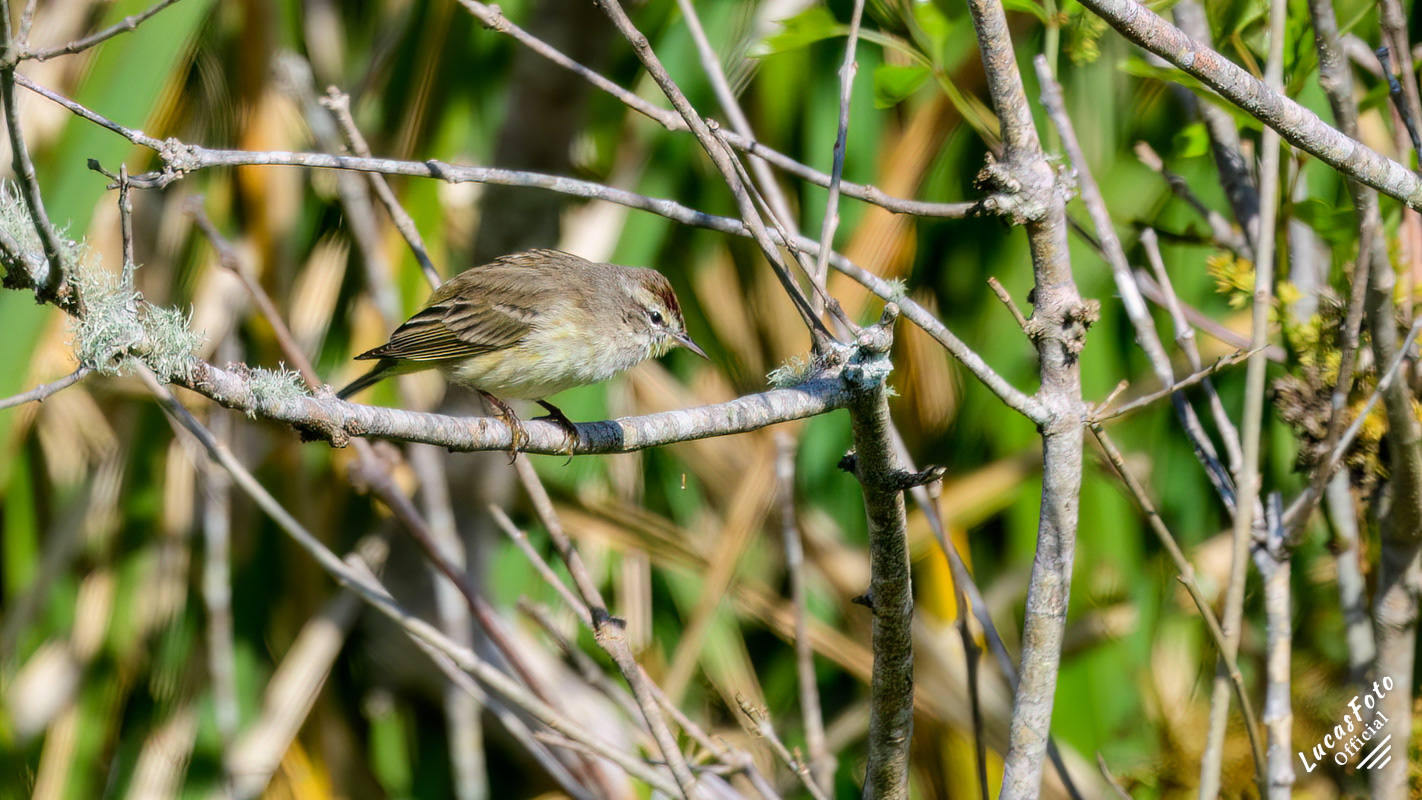 Palm Warbler