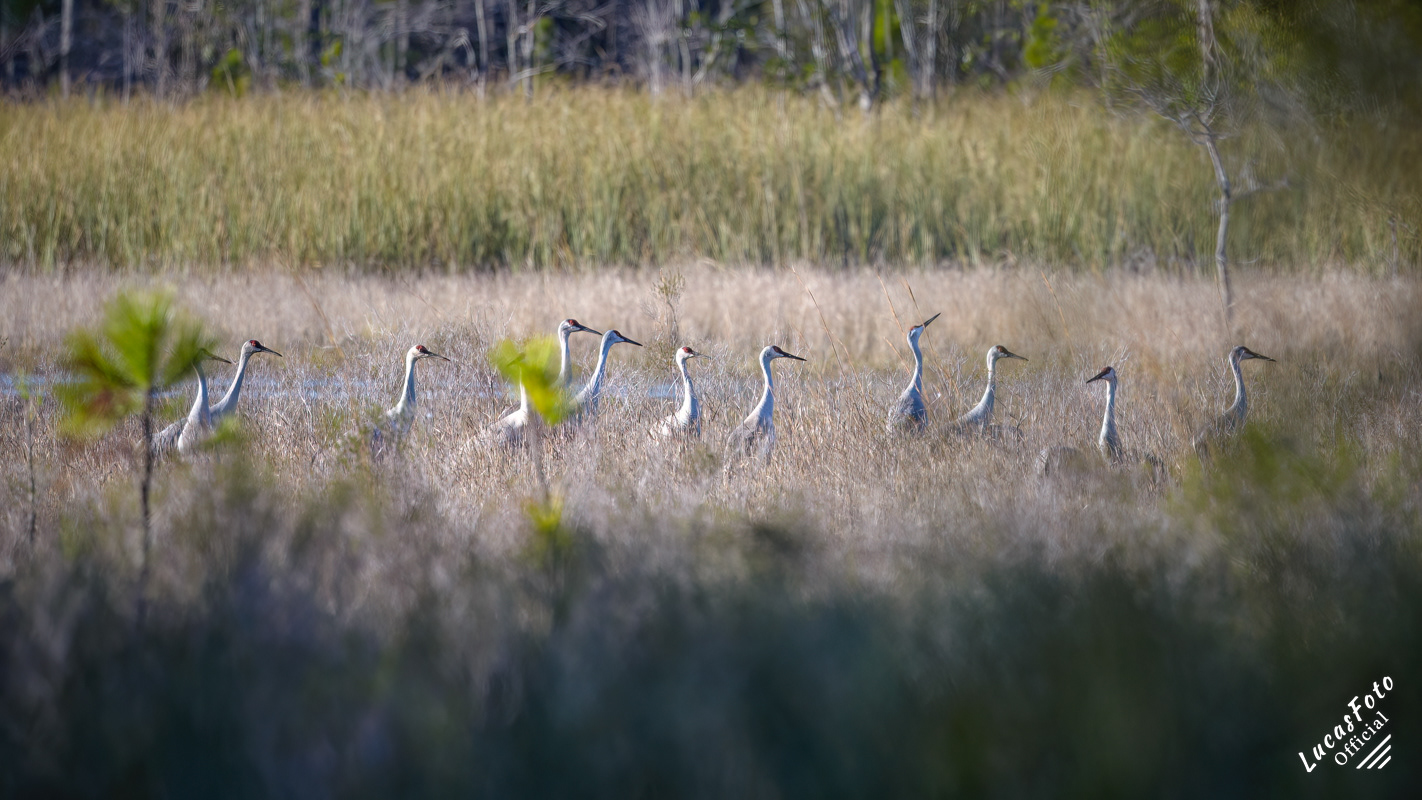 Sandhill Crane