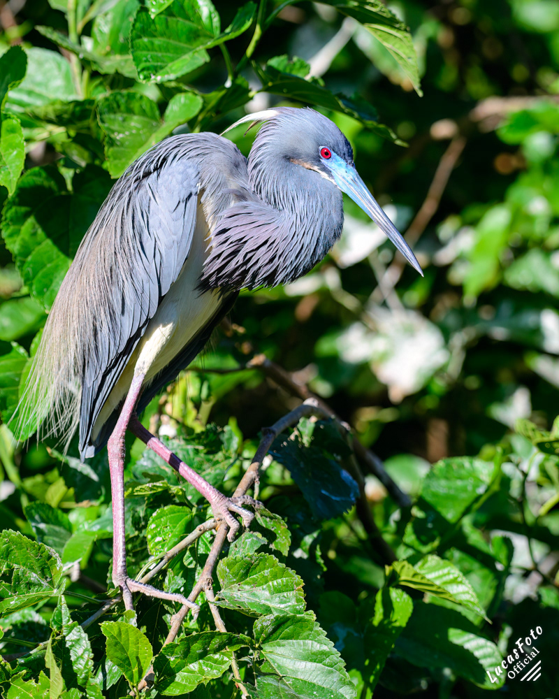 Tricolored Heron