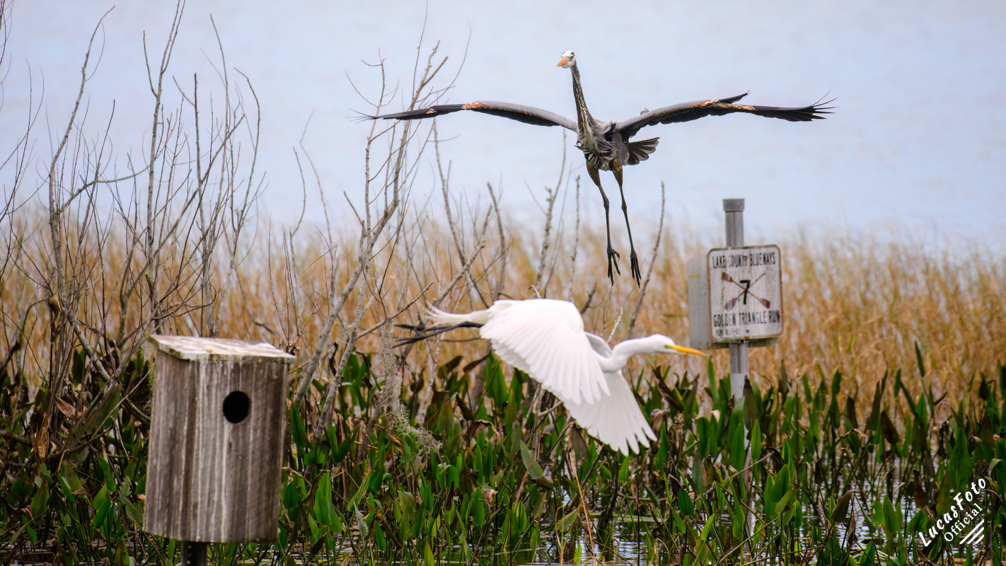 Great Egret / Great Blue Heron