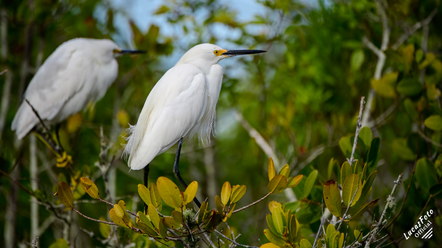 Snowy Egret