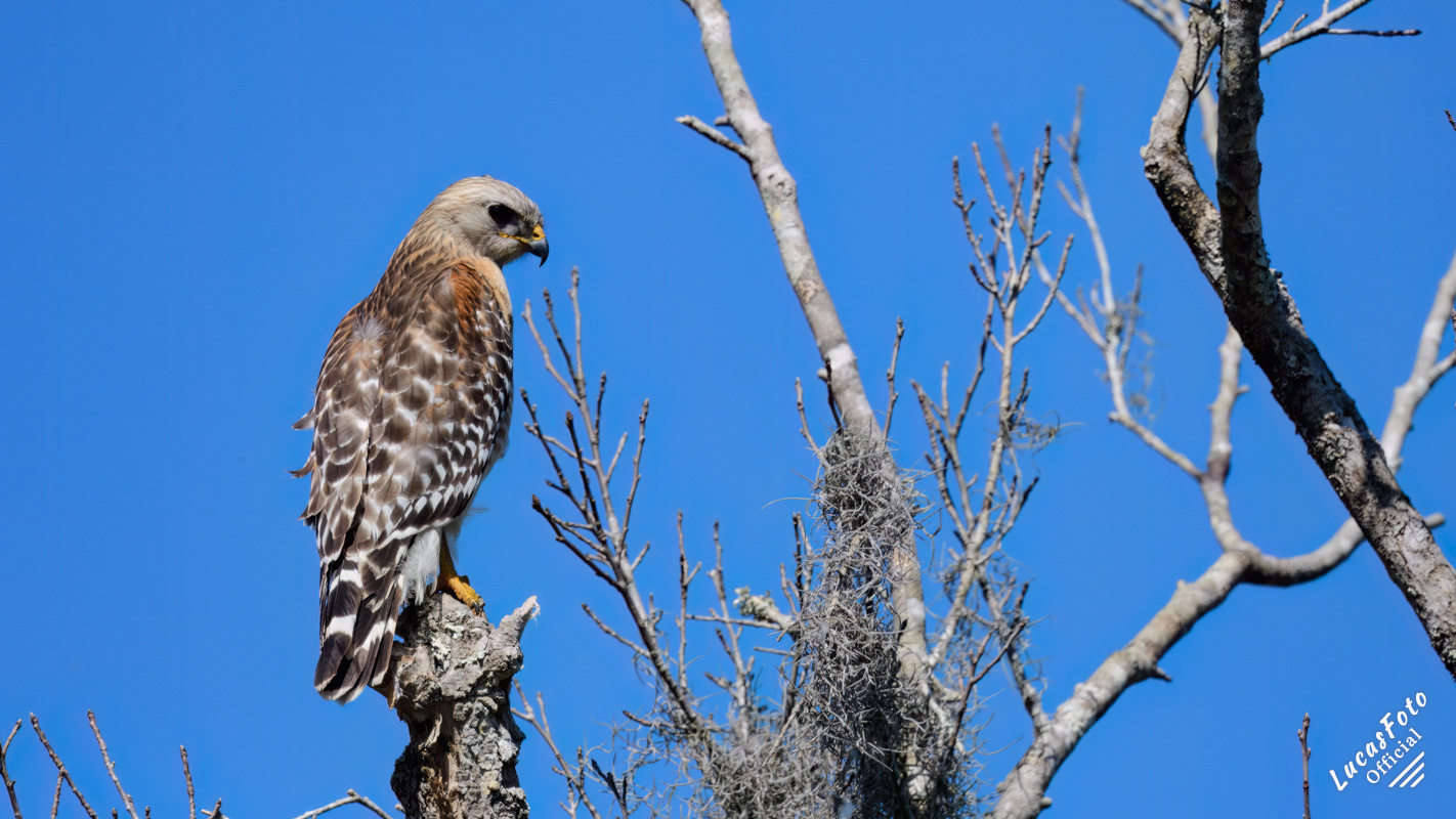 Red-shouldered Hawk