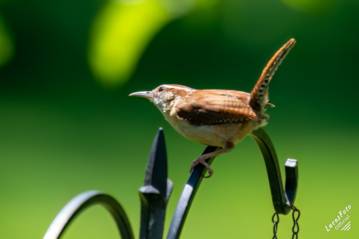 Carolina Wren