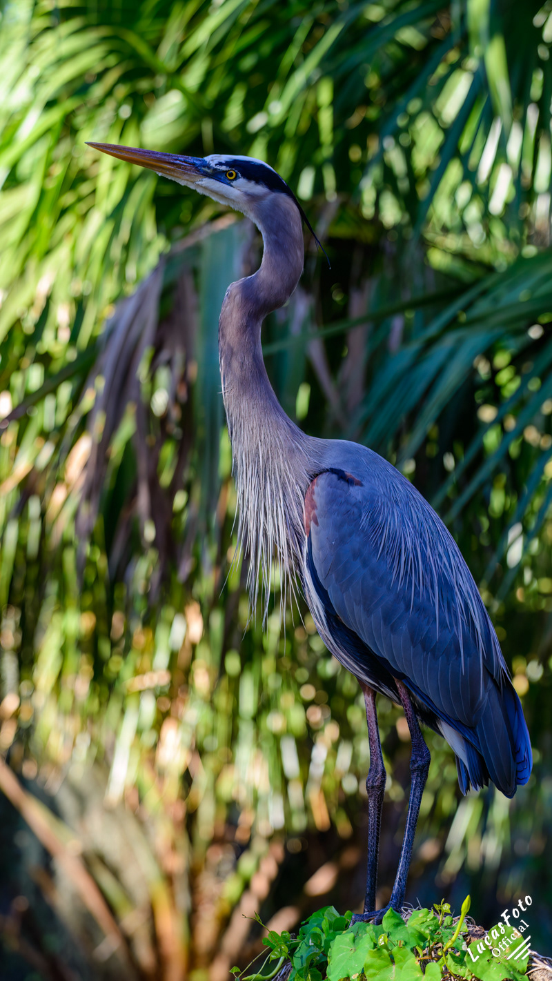 Great Blue Heron
