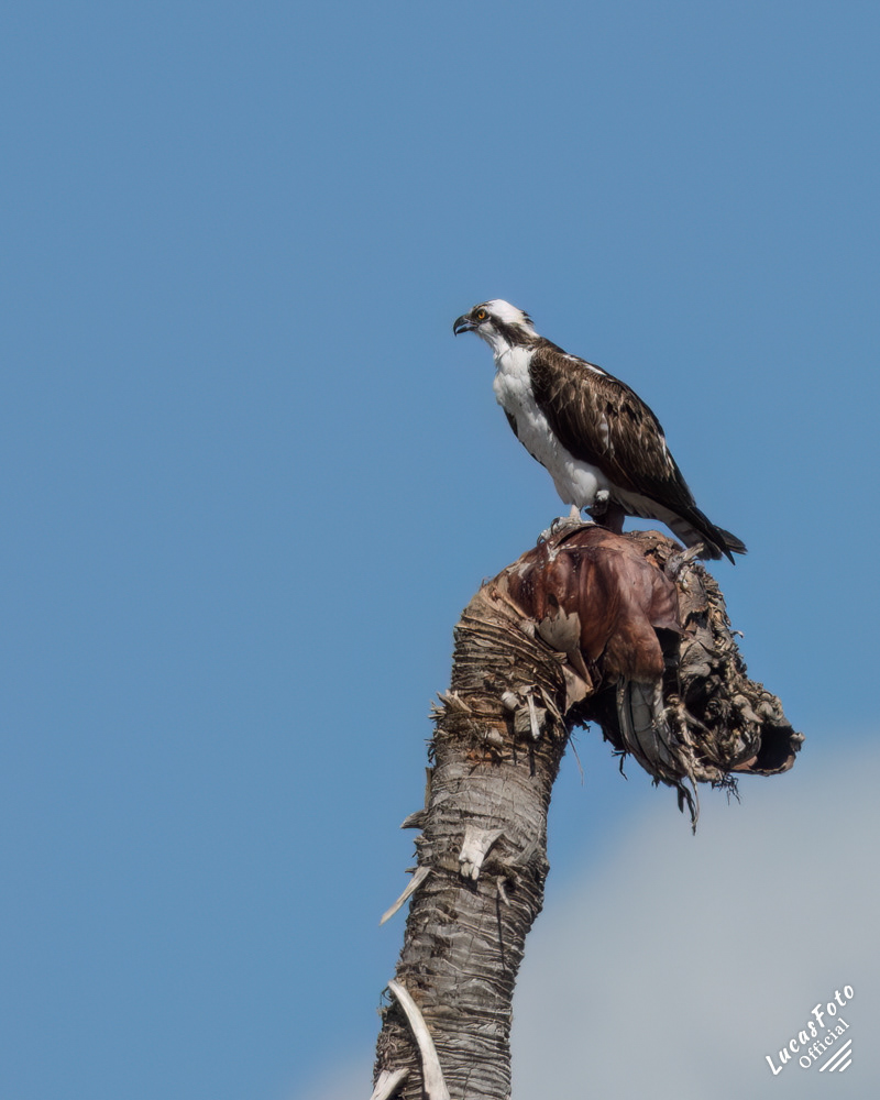 Osprey