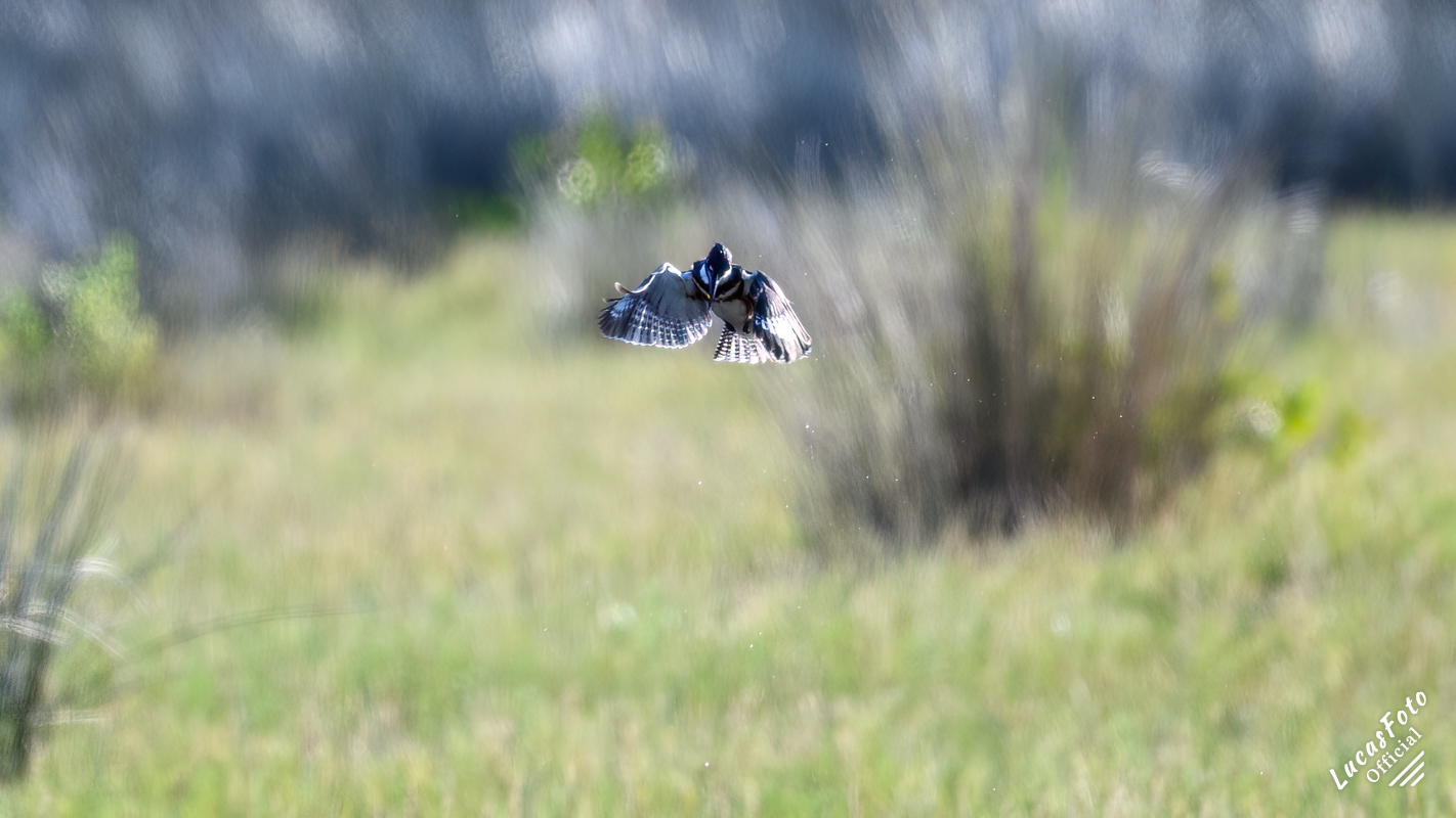 Belted Kingfisher