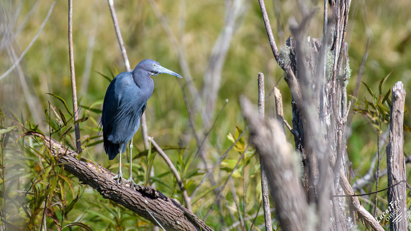 Little Blue Heron