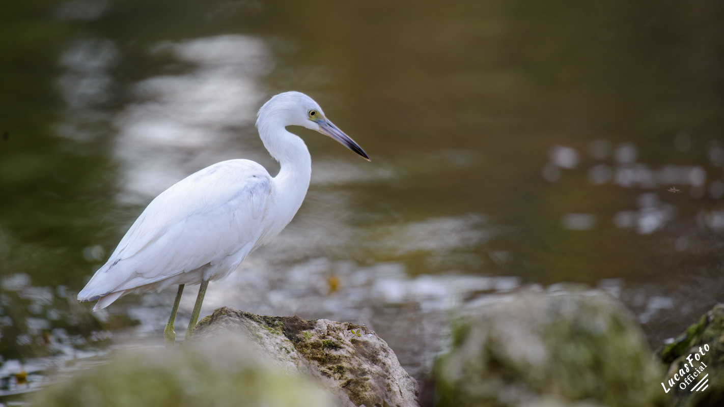 Juvenile Little Blue Heron