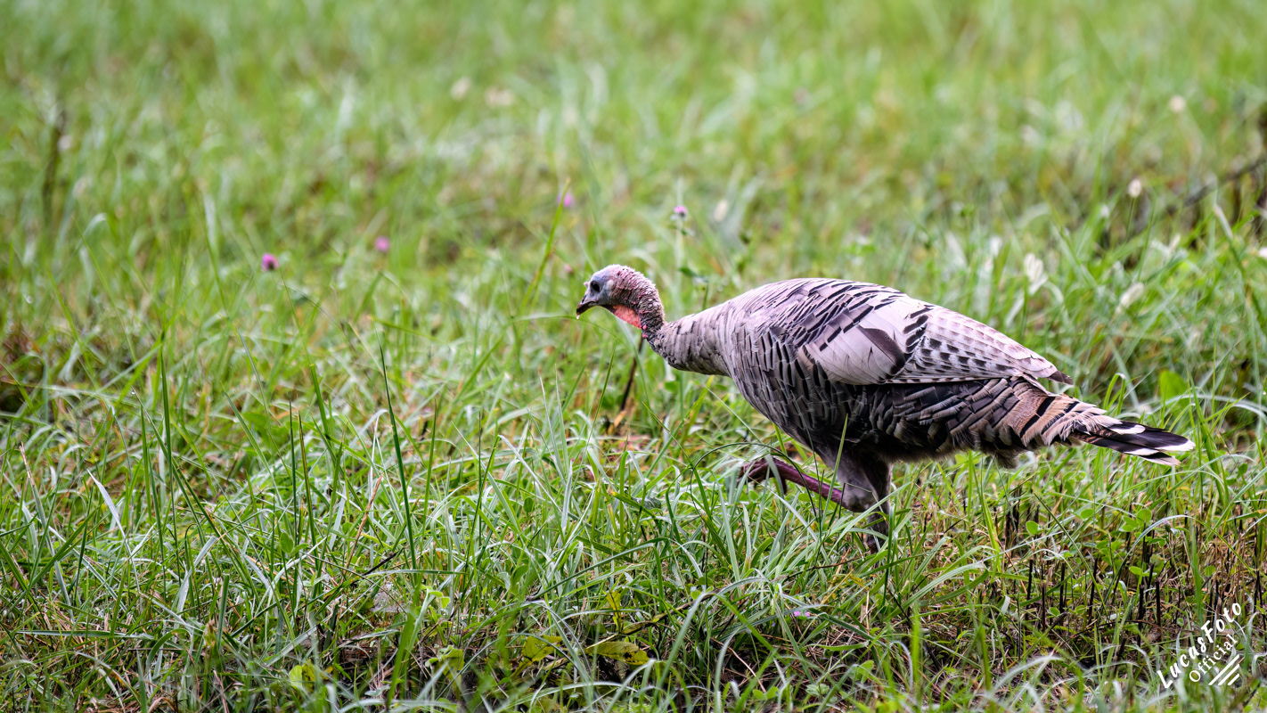 Leucistic Eastern Wild Turkey