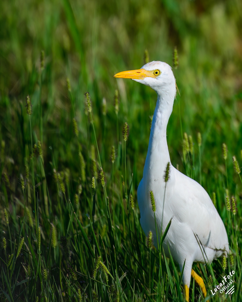 Cattle Egret