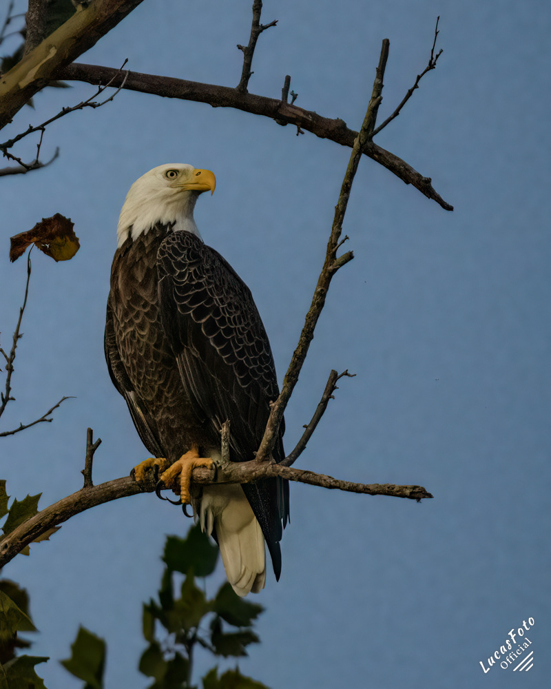 Bald Eagle