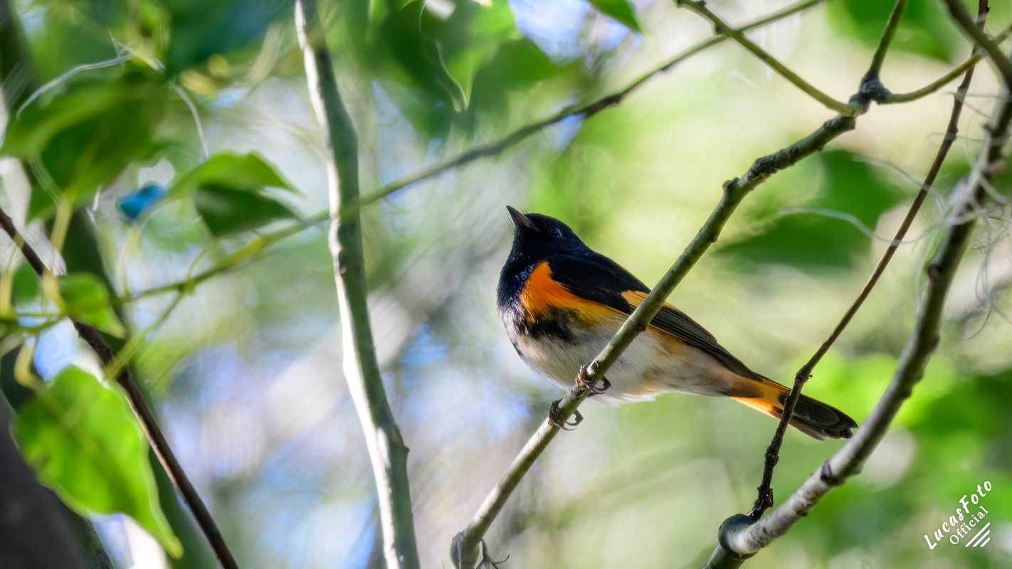 American Redstart