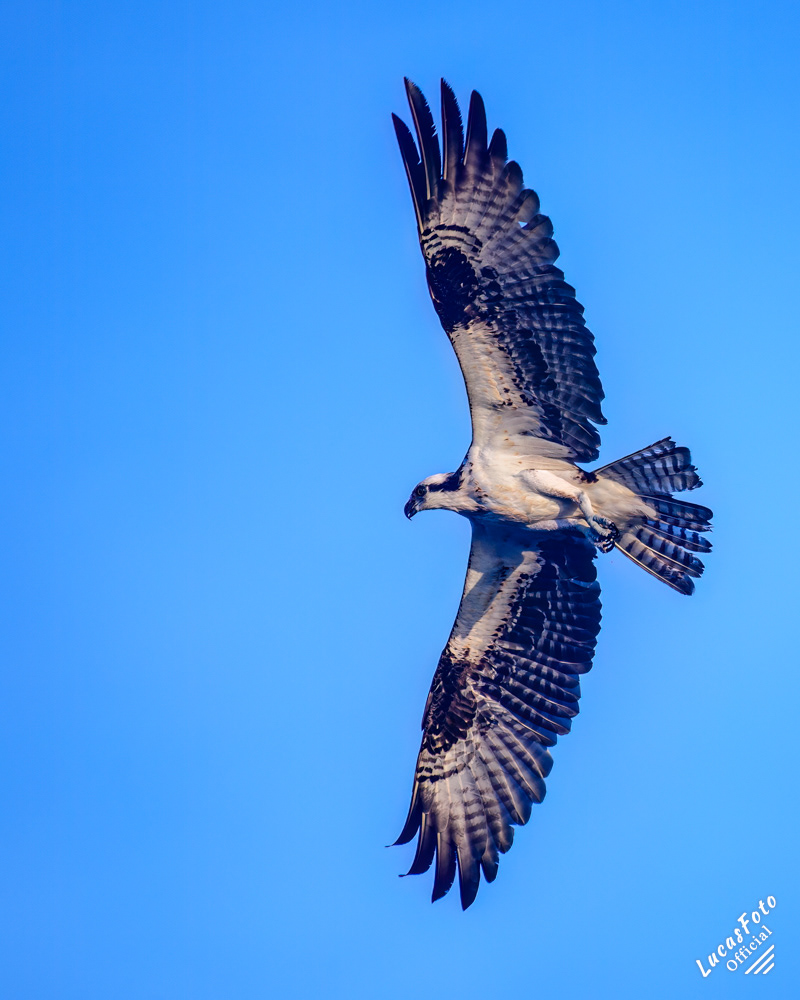 Osprey