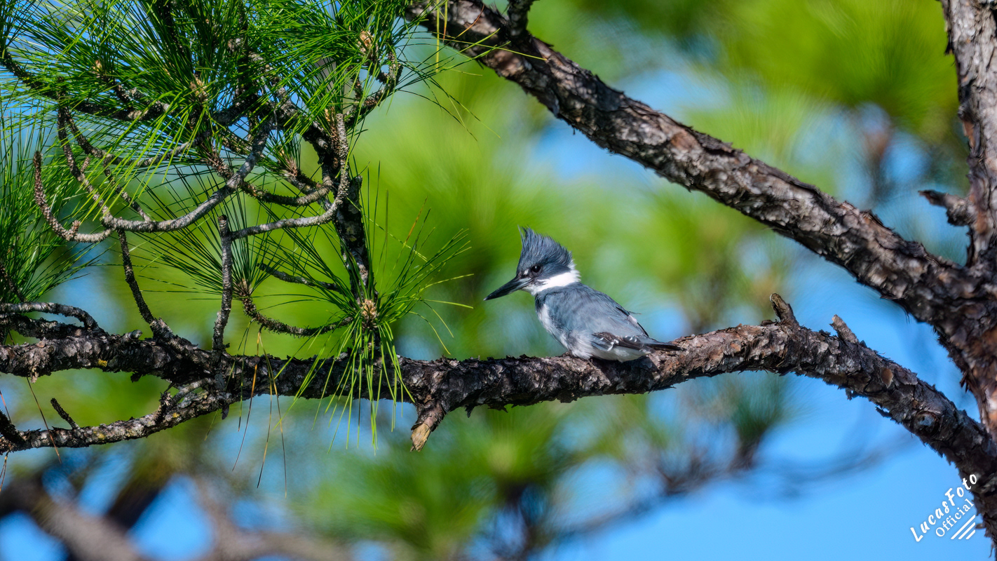 Belted Kingfisher