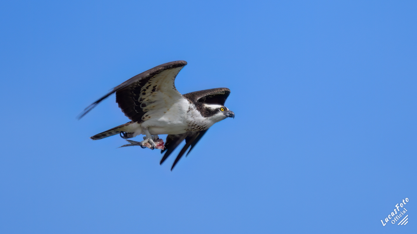 Osprey