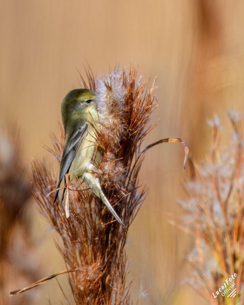 Pine Warbler