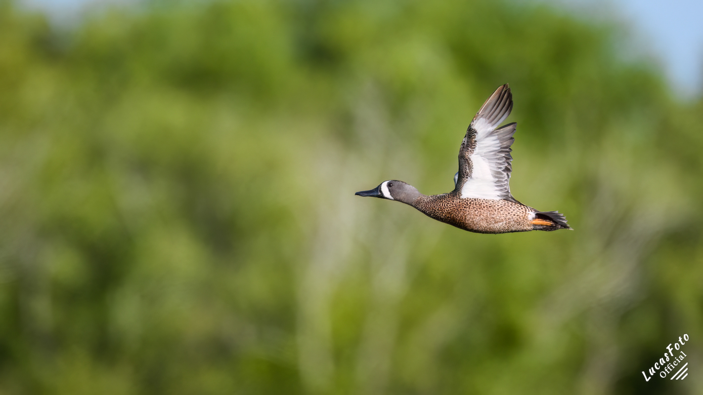 Blue-winged Teal