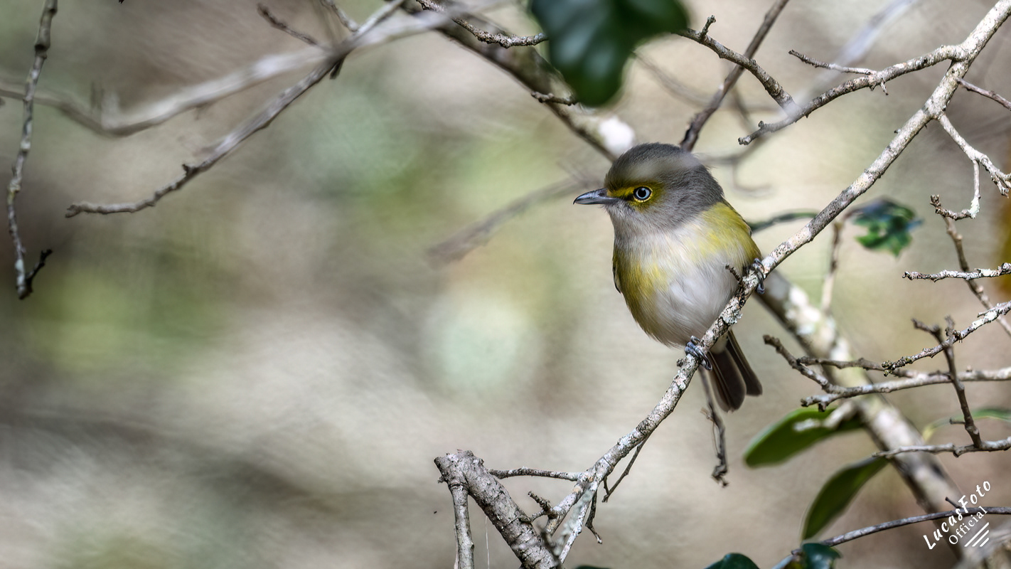 White-eyed Vireo