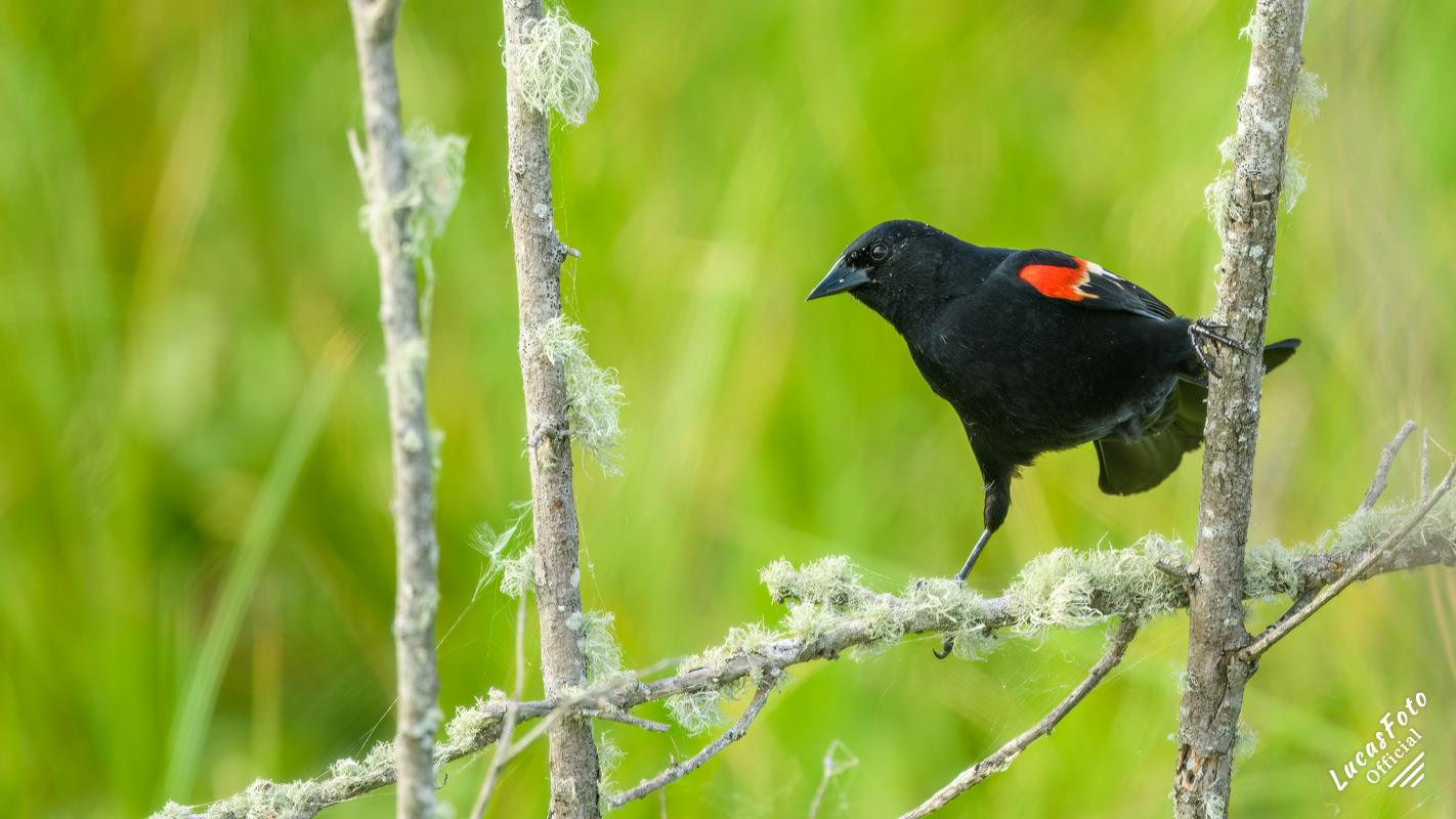 Red-winged Blackbird