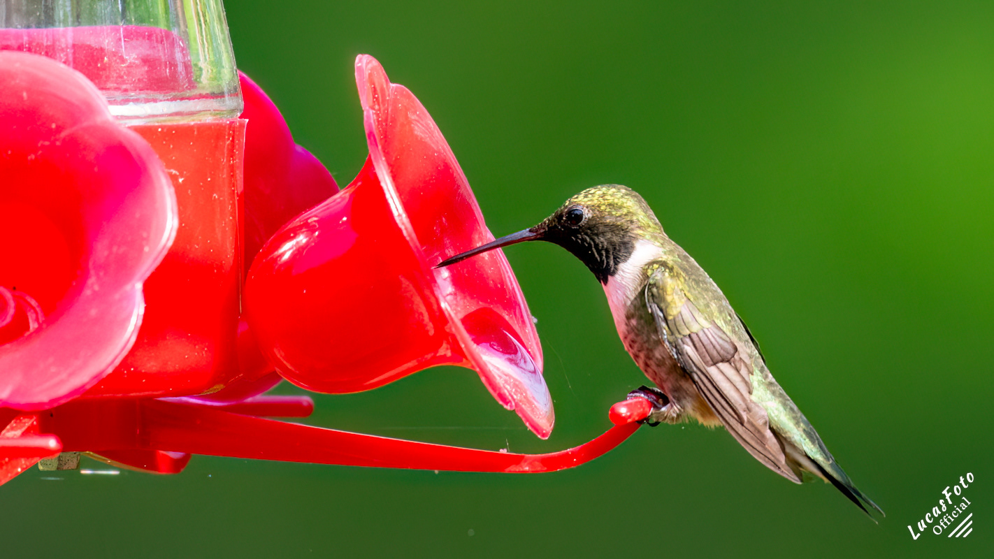 Ruby-throated Hummingbird