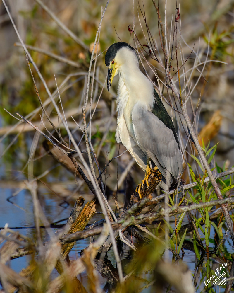 Black-crowned Night Heron
