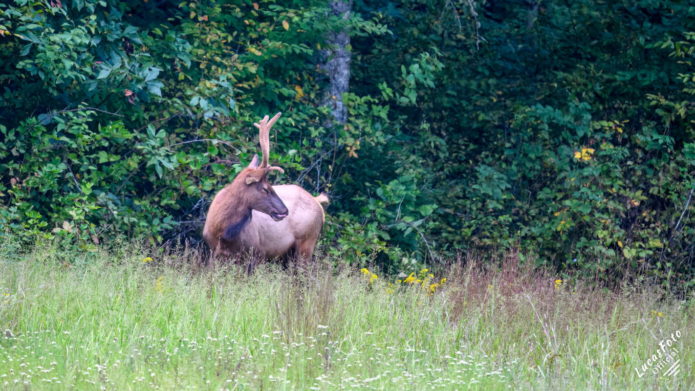 Elk