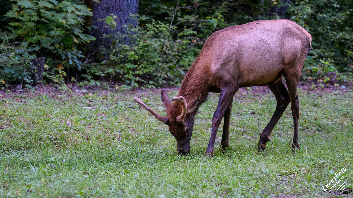 Elk