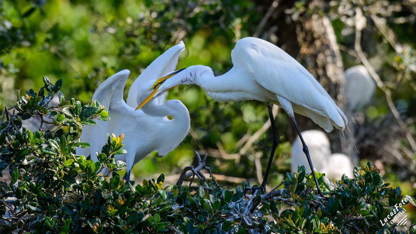 Great Egret