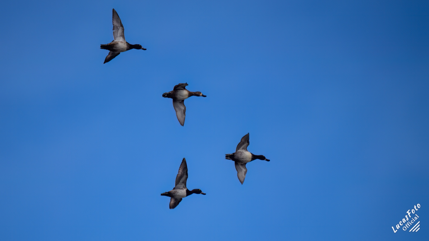 Ring-necked Duck