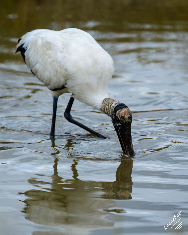 Wood Stork