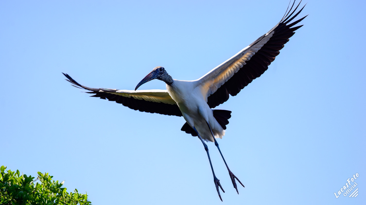 Wood Stork