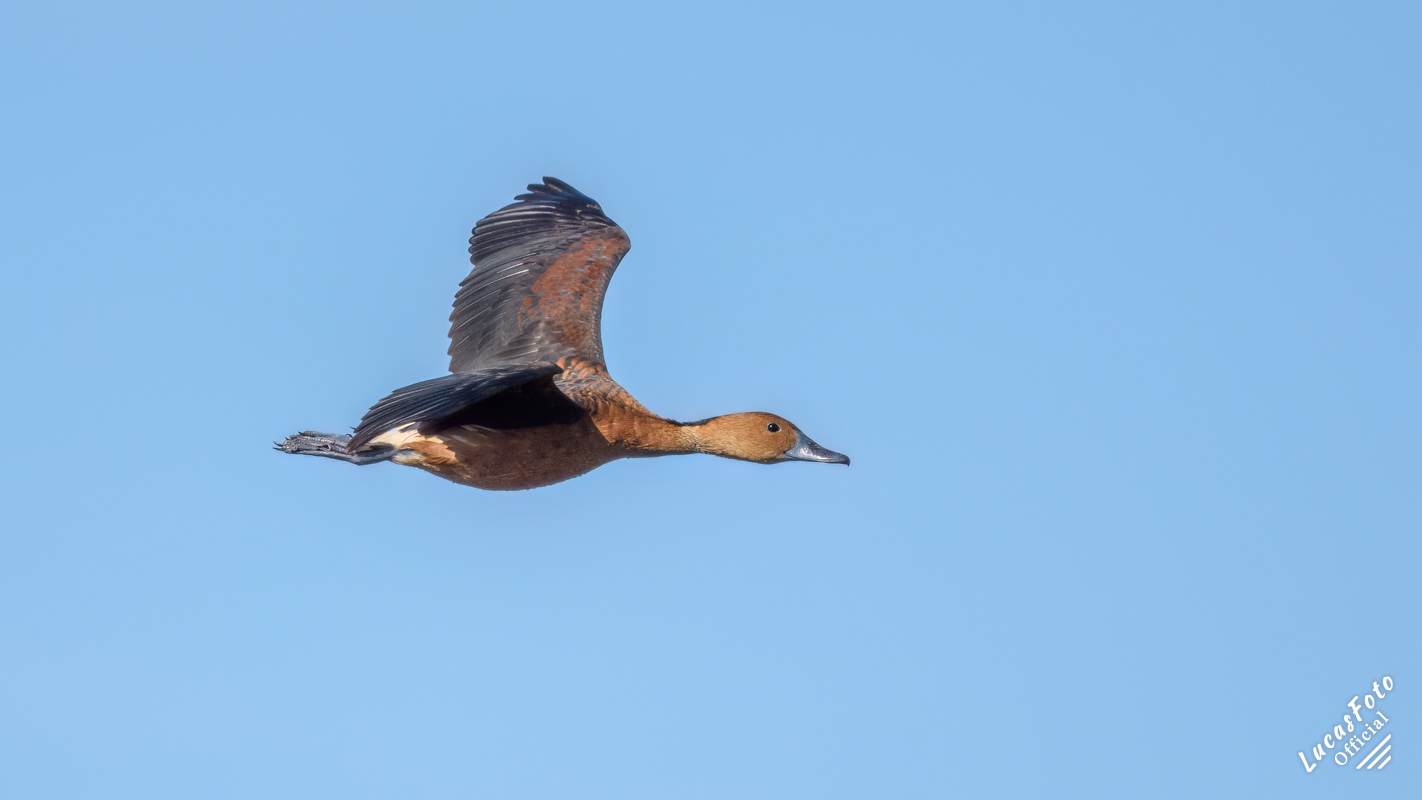 Fulvous Whistling-Duck