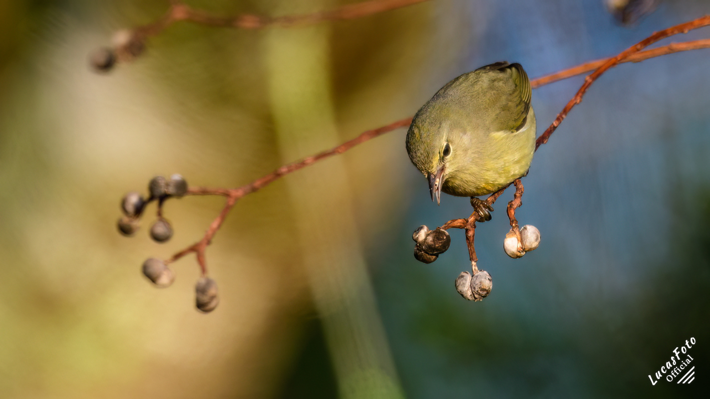 Orange-crowned Warbler