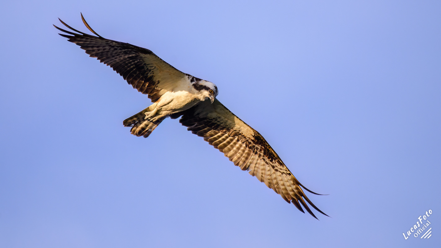 Osprey